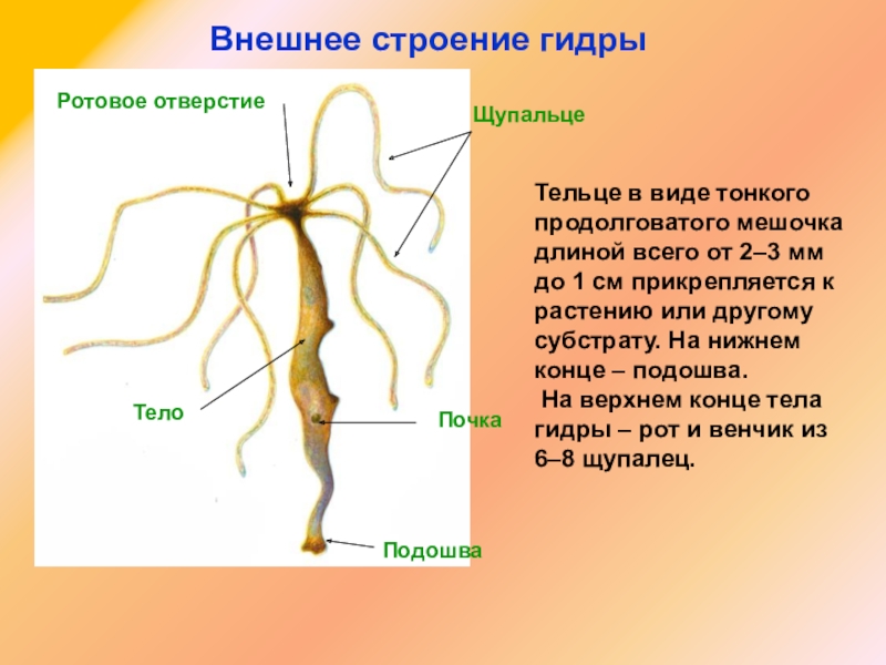 Kraken darknet market ссылка тор